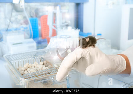 Dunkle Labor Maus sitzt auf behandschuhte Mann Hand in Labor, wissenschaftlichen Hintergrund, flacher DOF, auf der Maus und Teile der Handschuh konzentrieren, s Stockfoto