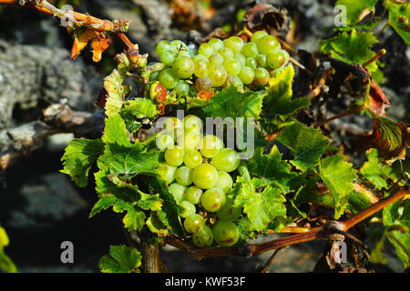 Lanzarote Weinberge bauen auf Lava, La Geria Wein Region, malvasia Rebsorten im Winter Stockfoto