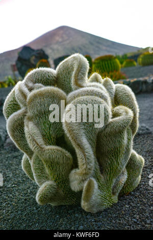 Cleistocactus strausii forma cristata silbrig-weißen sukkulente Pflanze Stockfoto