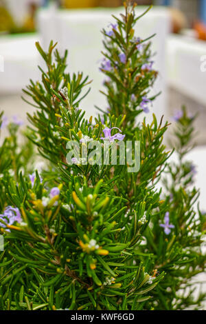 Rosmarinus Officinalis, gewachsen wie eine Hecke Rosmarin Rosmarys
