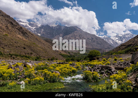 Berglandschaft mit Frühling Blumen im Atlasgebirge. Stockfoto