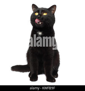 Katze essen möchte - schwarze Katze mit offenen Mund und streckte seine Zunge Stockfoto