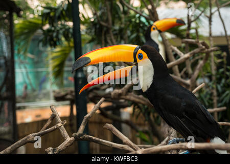 Tukan auf einem Ast in Manila Zoo Stockfoto
