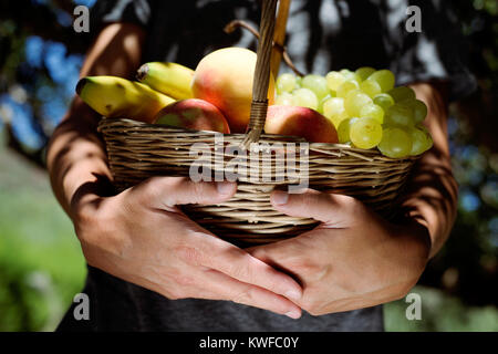 Nahaufnahme eines jungen kaukasischen Mann mit einem rustikalen Korb voller Obst frisch in einem organischen Orchard gesammelt Stockfoto