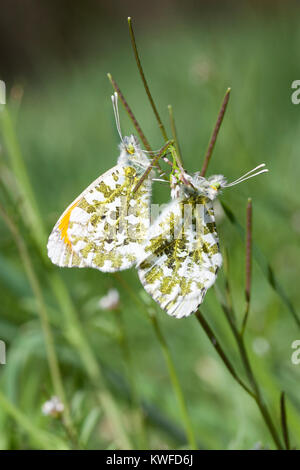 Orange tip Schmetterlinge, Anthocharis Cardamines, Paarung im Frühjahr in einer Wiese, Pieridae, orange-Tip, Insekt Stockfoto