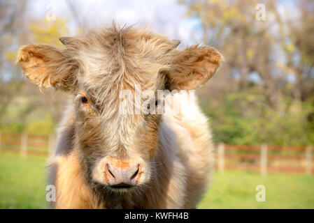 Nahaufnahme Gesicht Kuh. American Highland Fuzzy Suche rechts in die Kamera steuern. Licht in Farbe Weiß, Beige und Braun mit süßen Augen. sonniger Tag, Weide Stockfoto