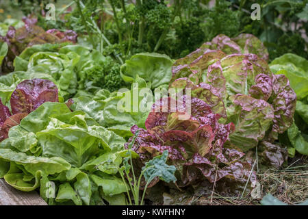 Nassen roten und grünen Sorten von Kopfsalat Kopfsalat wachsen dicht in einem Garten im Hinterhof (hölzerne Ecke des angehobenen Bett deutlich sichtbar in der unteren linken). Stockfoto