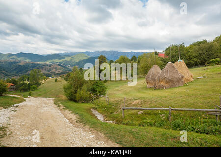 Traditionelle hayricks, Magura, einem Dorf in den Ausläufern der Karpaten im Nationalpark Piatra Craiului, Siebenbürgen, Rumänien Stockfoto