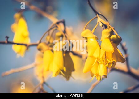 Schließen Sie herauf Bild der Kowhai Blumen in Neuseeland Stockfoto