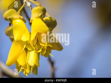 Schließen Sie herauf Bild der Kowhai Blumen in Neuseeland Stockfoto