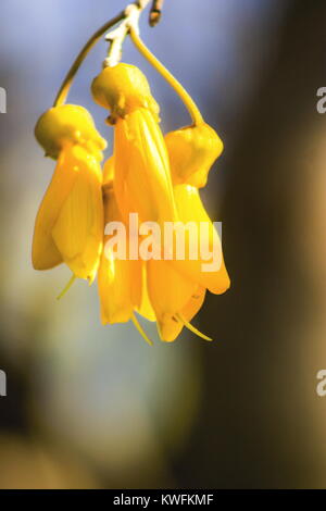 Schließen Sie herauf Bild der Kowhai Blumen in Neuseeland Stockfoto