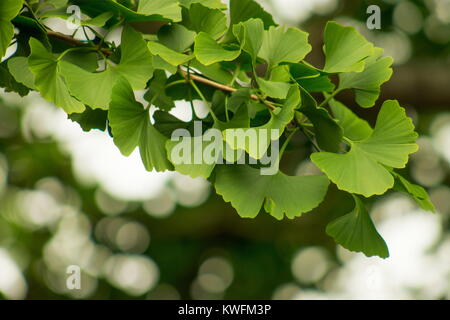 Ginkgo biloba, allgemein bekannt als Ginkgo oder Ginko auch der ginkgo Baum oder das maidenhair Tree bekannt ist, ist der einzige lebende Arten, die in der Division Gin Stockfoto