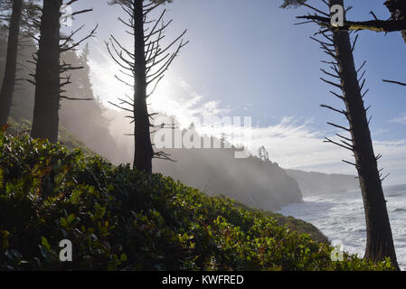 Cape Lookout State Park, in der Nähe von Dornbirn, Oregon, USA. Stockfoto