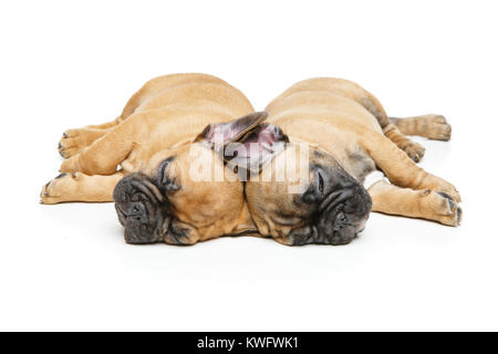 Französische Bulldogge Welpen schlafen Stockfoto