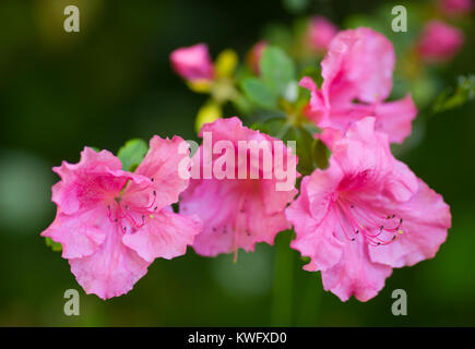Rhododendron Indicum rosa Blüten Makroaufnahme Stockfoto