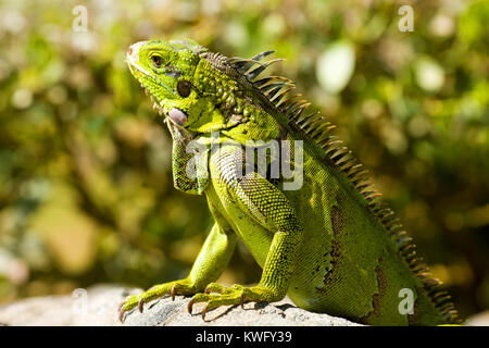 Ein ruhiger Leguan-Portrait über Bäume Hintergrund Stockfoto