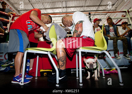 ORLANDO, FL - 01. Oktober: 3-Division und vier Weltmeister Miguel Cotto in Caguas, Puerto Rico, kommt an der Don Miguel Boxing Gym in Orlando, ein Paar rosa Socken zusammen mit seinen rosafarbenen Crocs, als er einen großen Auftritt mit einer seiner Französische Bulldoggen und Frau Melissa den letzten Schliff an seinem Ausbildungslager für seinen nächsten Kampf am Samstag zu legen, 5. Oktober gegen obere Kämpfer Delvin Rodriguez an der Amway Center Arena. Miguel Angel Cotto (am 29. Oktober 1980 geboren) ist ein Puerto Rican Profiboxer. Cotto ist ein ehemaliger WBA (Super) Licht Mittelgewichtmeister. Er ist Stockfoto