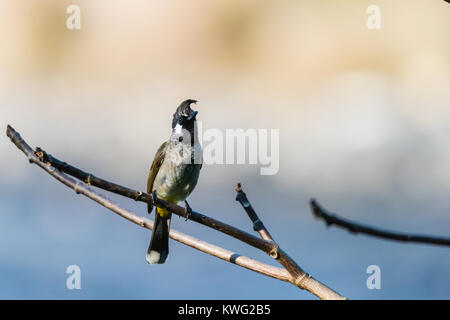 Kleine weiße cheecked himayan Bulbul thront auf winzigen Stammzellen Stockfoto