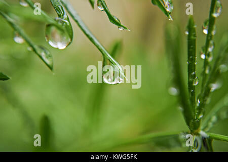 Wenig Regen Tropfen an grüne Blätter, Nahaufnahme Natur Fotografie Stockfoto