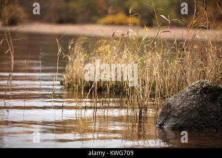 Gulf of Finland Shores in the autumn Stockfoto