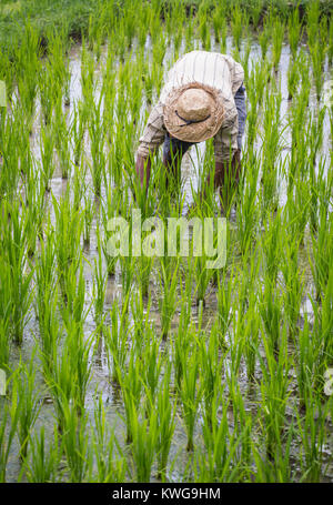 Reisbauer bei jatiluwih Reis Terrassen arbeiten Stockfoto