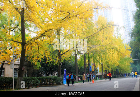 Chengdu Chengdu, China. 8 Dez, 2017. Chengdu, China - 8. Dezember 2017: (redaktionelle Verwendung. CHINA). Leute genießen, goldenen ginkgo Bäume in Chengdu, Provinz Sichuan im Südwesten Chinas. Credit: SIPA Asien/ZUMA Draht/Alamy leben Nachrichten Stockfoto