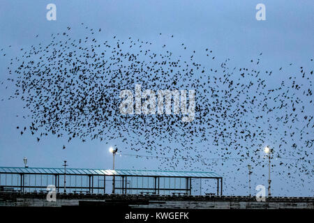 Blackpool, Lancashire. UK Wetter. 3. Januar 2018. Staren versammeln sich auf der North Pier in Blackpool in der Abenddämmerung Ansätze. In sehr windigen Bedingungen, die riesige Massen von Zehntausenden von Vögeln auf das vorland vor dem Fliegen zu ihren Quartieren in den relativen Schutz der Pier Struktur versammeln. Credit: MediaWorldImages/Alamy leben Nachrichten Stockfoto