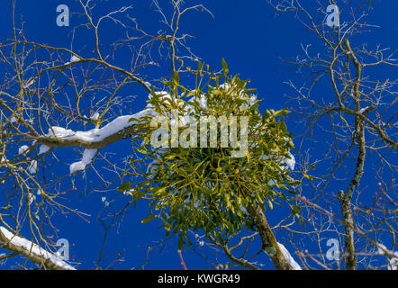 Misteln wachsen auf dem Baum im Winter, Bayern, Deutschland, Europa Stockfoto