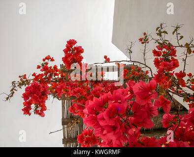 Helles Rot Bougainvillea Pflanze Blumen klettern auf einem Bambus Pergola. Weißer Hintergrund. Stockfoto