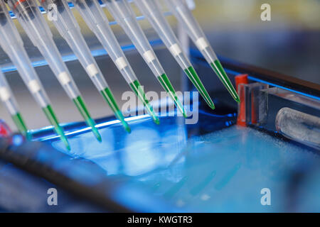 Laden verstärkt DNA-Proben auf Agarosegel mit Mehrkanal-pipette Stockfoto