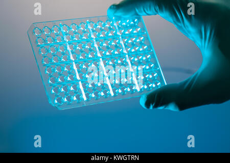 PCR-Platte im mikrobiologischen Labor, 96 Well Platten für PCR-Verarbeitung, mikrobiologische Labor. Stockfoto