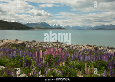 Fantastische und farbenprächtige Landschaft des Lake Tekapo, Frühling/Sommer, mit blauen See umgeben von schneebedeckten Bergen und farbenfrohe Landstriche Lupinen. Stockfoto