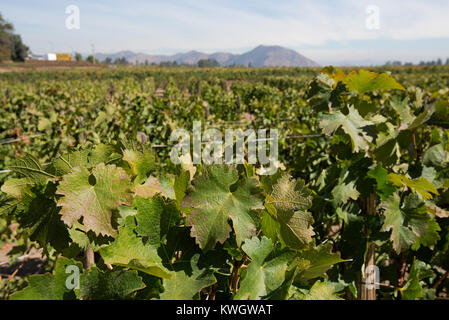 Weingut Concha Y Toro, Chile Stockfoto