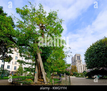 Paris, Frankreich. Der älteste Baum in Paris, Robinie oder falsche Akazie, 1601 gepflanzt, die von der Kirche von Saint-Julien le Pauvre. Notre Dame hinter Stockfoto