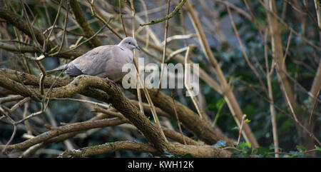 Ein einsamer graue Taube Vogel sitzt auf einem Ast bei Tag Stockfoto