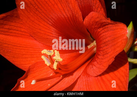 Rote Amaryllis auf schwarzem Hintergrund Stockfoto