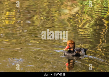 Kolbenente (netta rufina) Schwimmen in einem Teich. Große Kopie Space, Frankreich. Stockfoto