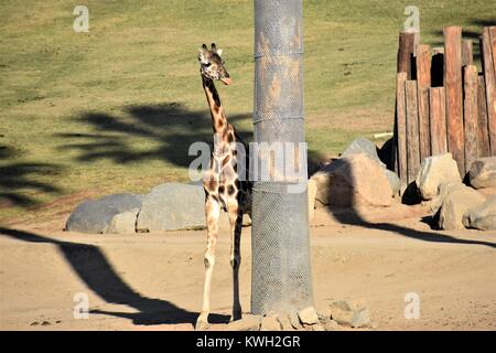 Baby Giraffe versteckt sich hinter einem Baum Stockfoto