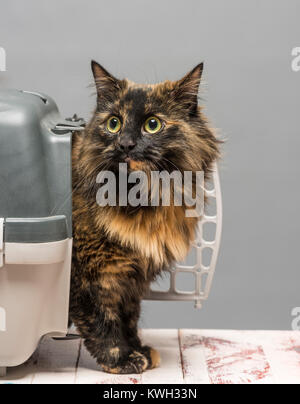 Langhaarige inländischen tabby Katze aus Träger Stockfoto