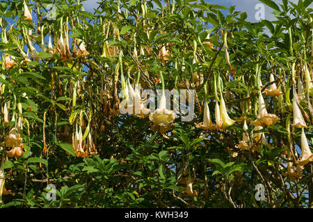 Engel Trompete (Brugmansia suaveolens oder Datura suaveolens) Blumen herunterhängen, Kenia, Ostafrika Stockfoto