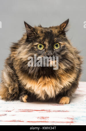 Langhaarige inländischen Tabby cat Stockfoto