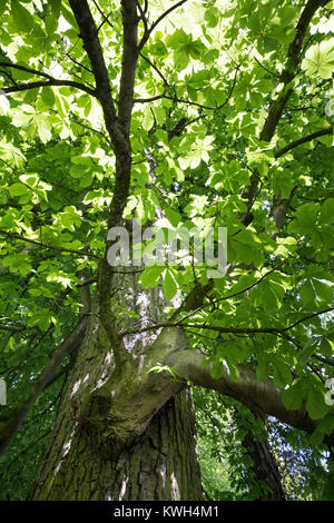 Gewöhnliche Rosskastanie, Rosskastanie, Ross-Kastanie, Kastanie, Blick in der Baumkrone, Blätterdach, Blatt, Blätter, Aesculus hippocastanum, Pferd Chestn Stockfoto