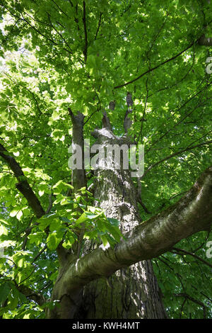 Gewöhnliche Rosskastanie, Rosskastanie, Ross-Kastanie, Kastanie, Blick in der Baumkrone, Blätterdach, Blatt, Blätter, Aesculus hippocastanum, Pferd Chestn Stockfoto