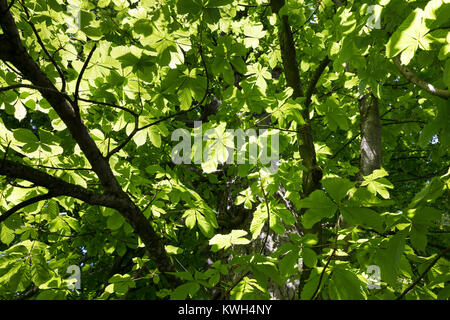 Gewöhnliche Rosskastanie, Rosskastanie, Ross-Kastanie, Kastanie, Blick in der Baumkrone, Blätterdach, Blatt, Blätter, Aesculus hippocastanum, Pferd Chestn Stockfoto