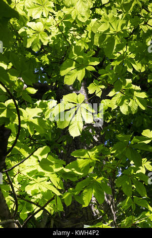 Gewöhnliche Rosskastanie, Rosskastanie, Ross-Kastanie, Kastanie, Blick in der Baumkrone, Blätterdach, Blatt, Blätter, Aesculus hippocastanum, Pferd Chestn Stockfoto