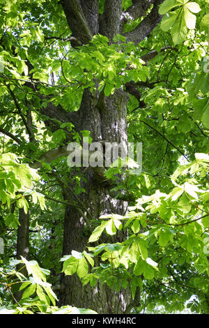 Gewöhnliche Rosskastanie, Rosskastanie, Ross-Kastanie, Kastanie, Blick in der Baumkrone, Blätterdach, Blatt, Blätter, Aesculus hippocastanum, Pferd Chestn Stockfoto