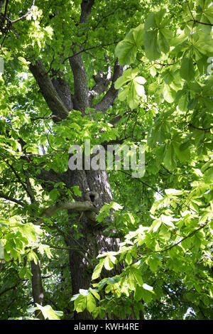 Gewöhnliche Rosskastanie, Rosskastanie, Ross-Kastanie, Kastanie, Blick in der Baumkrone, Blätterdach, Blatt, Blätter, Aesculus hippocastanum, Pferd Chestn Stockfoto