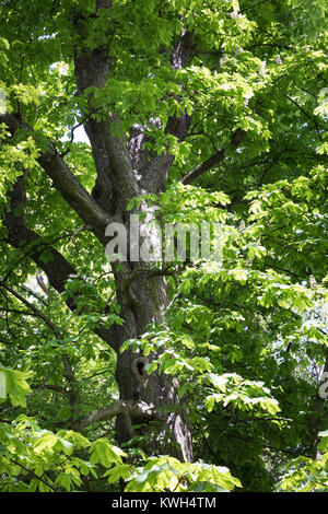 Gewöhnliche Rosskastanie, Rosskastanie, Ross-Kastanie, Kastanie, Blick in der Baumkrone, Blätterdach, Blatt, Blätter, Aesculus hippocastanum, Pferd Chestn Stockfoto