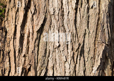 Silber-Weide, Silberweide, Rinde, Borke, Stamm, Baumstamm, Weissweide, Weißweide, Weide, Salix alba, White Willow, Rinde, Rinde, Stamm, Stamm, Le Saule b Stockfoto
