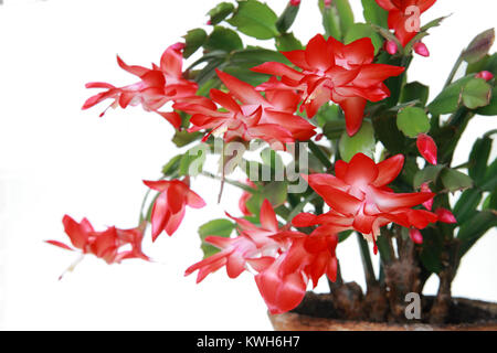 Schlumbergera Blume in einem Topf auf einem weißen Hintergrund, Nahaufnahme Stockfoto